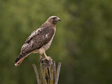 Image. Rotschwanzbussard