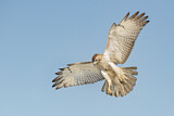 Image. Rotschwanzbussard