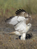 Image. Rotschwanzbussard