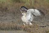 Image. Rotschwanzbussard