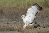 Image. Rotschwanzbussard