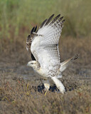 Image. Rotschwanzbussard