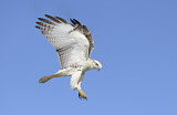 Image. Rotschwanzbussard