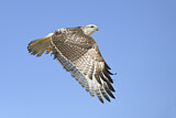 Image. Rotschwanzbussard