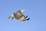 Image. Rotschwanzbussard