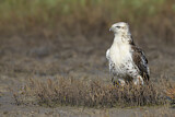 Image. Rotschwanzbussard
