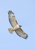 Image. Rotschwanzbussard
