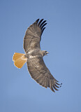 Image. Rotschwanzbussard