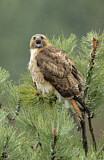 Image. Rotschwanzbussard