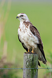 Image. Rotschwanzbussard