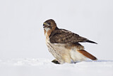 Image. Rotschwanzbussard