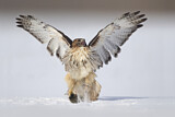 Image. Rotschwanzbussard