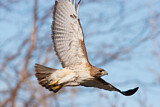 Image. Rotschwanzbussard