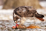 Image. Rotschwanzbussard
