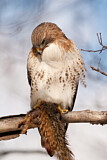 Image. Rotschwanzbussard