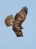 Image. Rotschwanzbussard