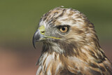 Image. Rotschwanzbussard