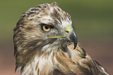 Image. Rotschwanzbussard