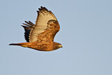 Image. Rotschwanzbussard