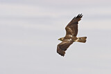 Image. Rotschwanzbussard