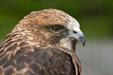 Image. Rotschwanzbussard