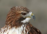 Image. Rotschwanzbussard