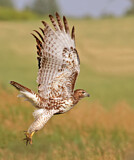 Image. Rotschwanzbussard