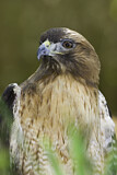 Image. Rotschwanzbussard