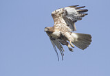 Image. Rotschwanzbussard
