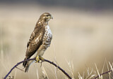 Image. Rotschwanzbussard