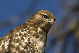 Image. Rotschwanzbussard