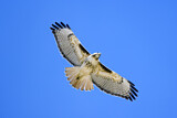 Image. Rotschwanzbussard