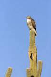 Image. Rotschwanzbussard