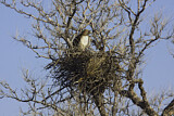 Image. Rotschwanzbussard