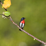 Image. Rotsteiß-Mistelfresser