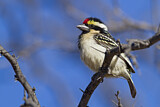 Image. Rotstirn-Bartvogel