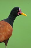 Image. Rotstirn-Blatthühnchen