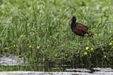 Image. Rotstirn-Blatthühnchen