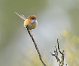 Image. Rotstirn-Borstenschwanz