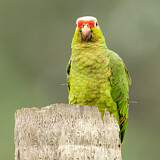 Image. Rotstirnamazone