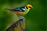 Image. Rotstirntangare