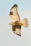 Image. Rough-legged Buzzard