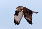 Image. Rough-legged Buzzard