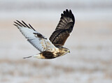 Image. Rough-legged Buzzard