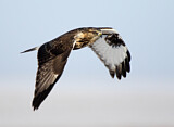 Image. Rough-legged Buzzard
