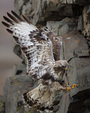 Image. Rough-legged Buzzard