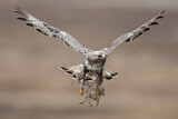 Image. Rough-legged Buzzard