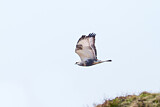 Image. Rough-legged Buzzard