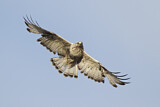 Image. Rough-legged Buzzard
