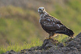Image. Rough-legged Buzzard